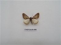 藏品(尺蛾137)的圖片